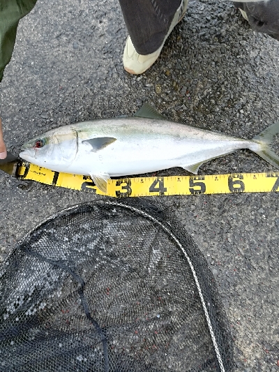 人生初の青物はメジロ