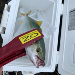 ツバス祭りに！