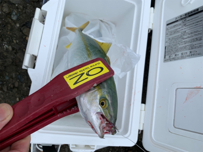 ツバス祭りに！