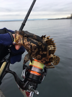 豆アジング超ムズ