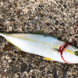 雨上がりツバスゲーム