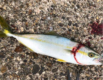 雨上がりツバスゲーム