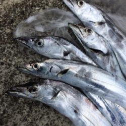 タチウオテンヤとジグサビキ