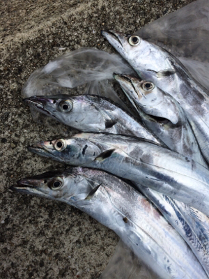 タチウオテンヤとジグサビキ