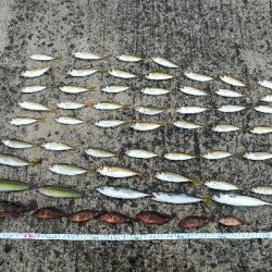 雨の日の数釣り