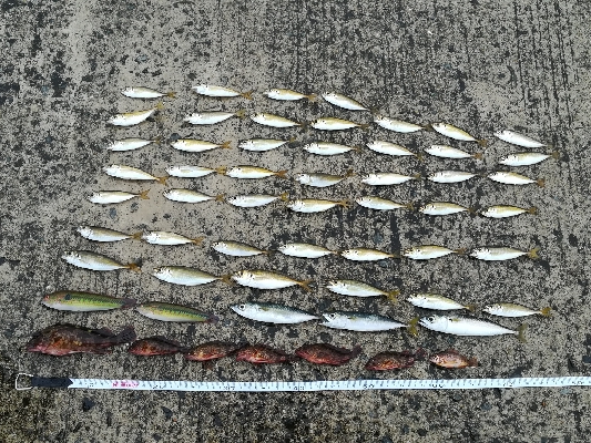 雨の日の数釣り