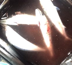 大鯖からのモジャコゲーム