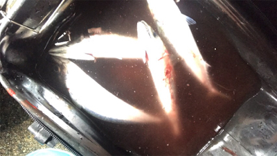 大鯖からのモジャコゲーム