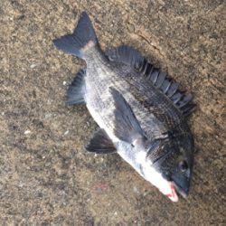 イワシのボイル