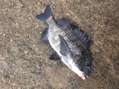 イワシのボイル