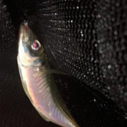 アジング好調キープ!