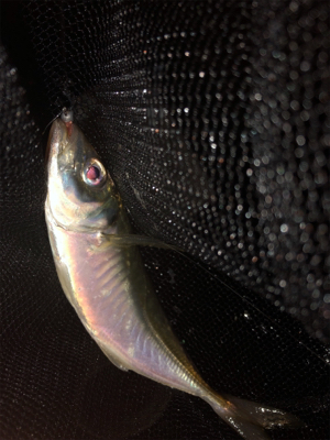 アジング好調キープ!