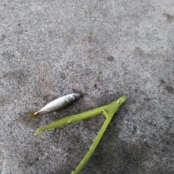 ココはパラダイスか