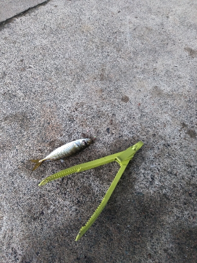 ココはパラダイスか