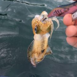 ボートエギング