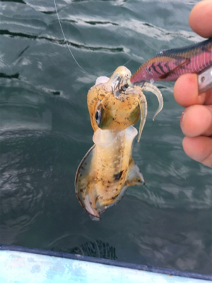 ボートエギング