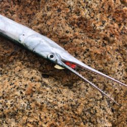 シーバスはどこへ？