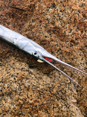 シーバスはどこへ？