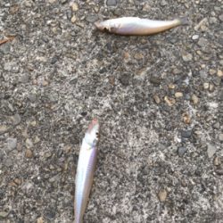 初めて釣れました