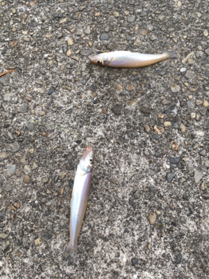 初めて釣れました