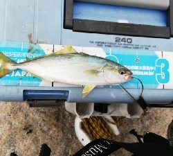 シャローエリアで小型青物を追う。