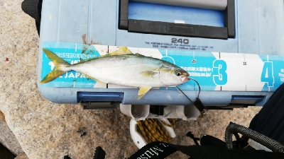 シャローエリアで小型青物を追う。