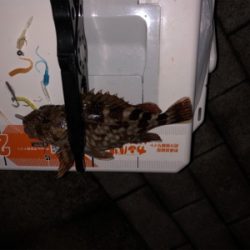 シーサイドコスモでメバリング・アジング