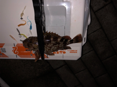 シーサイドコスモでメバリング・アジング