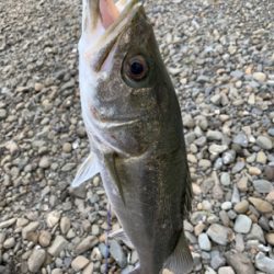 濁増水で水面爆発！