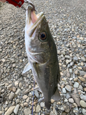 濁増水で水面爆発！