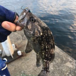 水面に湧いてる！