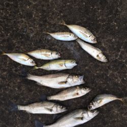 本日活性高い！