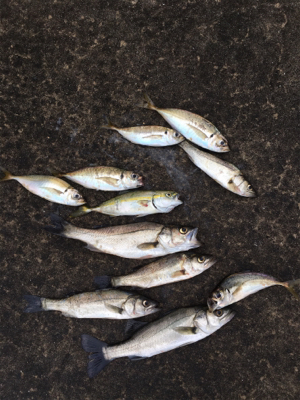 本日活性高い！