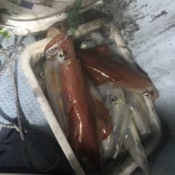 シロイカ  イカメタル  ブルーシャーク