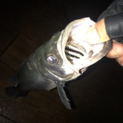 ナイトだけ？少しマシなサイズ