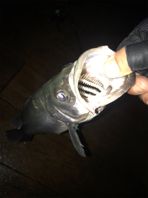 ナイトだけ？少しマシなサイズ