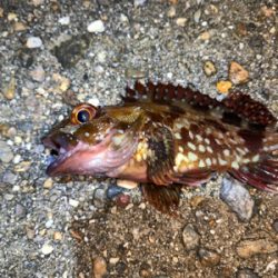 ガッシー＆メバル