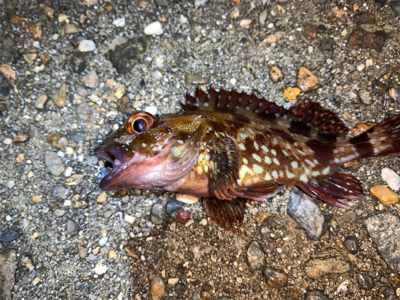 ガッシー＆メバル