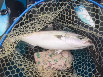 讃岐でカヤックフィッシング！