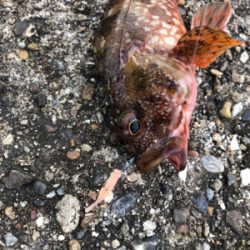 がっちゃん、メバル、ツバス