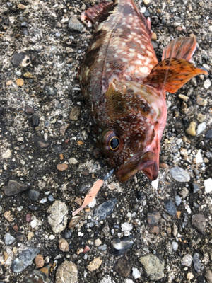 がっちゃん、メバル、ツバス