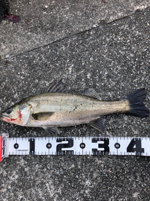 アワビチューンでまさかのナナマル シーバス…