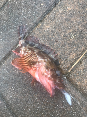 ベイトでロック