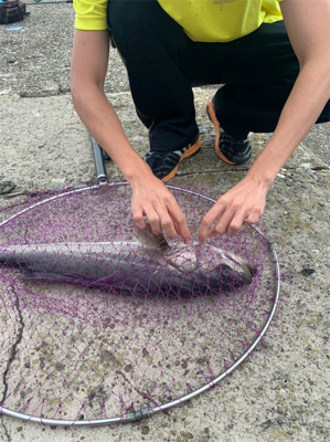 シーバスちゃん