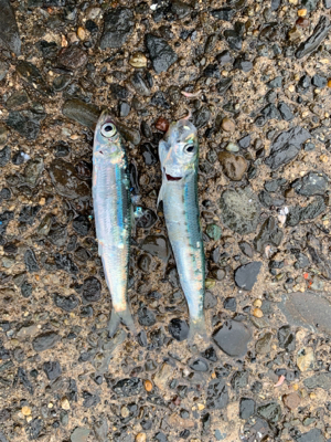 金谷港 いろいろ