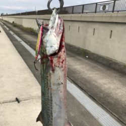 サワラ？サゴシ？