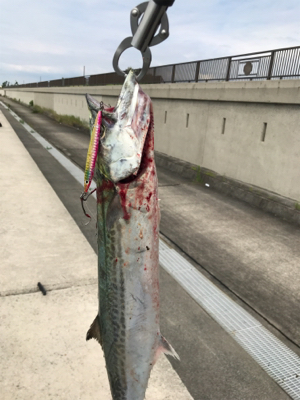 サワラ？サゴシ？