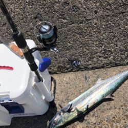 サワラに近いサイズのサゴシ!