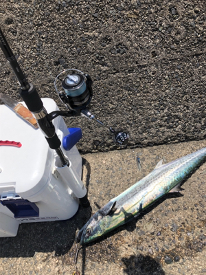 サワラに近いサイズのサゴシ!