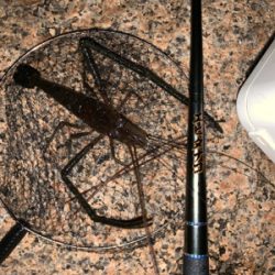 ナイトテナガエビ釣り